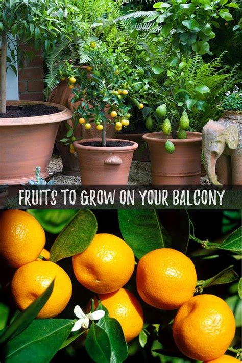 How To Grow Delicious Fruits On Your Balcony