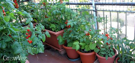 How to Grow Edible Flowers on Your Balcony 231