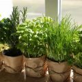 How To Grow Fresh Herbs In Small Balcony Containers