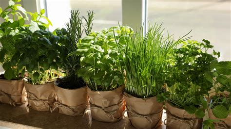 How To Grow Fresh Herbs In Small Balcony Containers