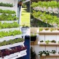 How To Grow Fresh Salad Greens On Your Balcony