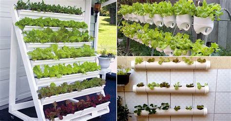 How To Grow Fresh Salad Greens On Your Balcony