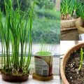 How to Grow Garlic in Your Balcony Garden