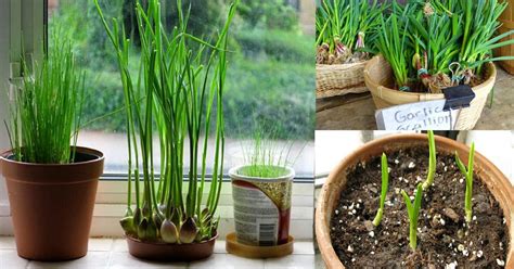 How to Grow Garlic in Your Balcony Garden