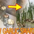 How To Grow Garlic On Your Balcony For Fresh Flavors