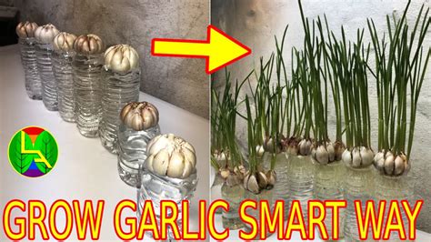 How To Grow Garlic On Your Balcony For Fresh Flavors