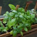 How To Grow Indoor Herbs On Your Balcony