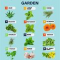 How To Grow Medicinal Plants On Your Balcony