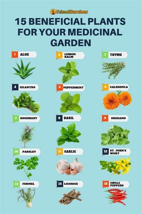 How To Grow Medicinal Plants On Your Balcony