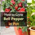 How to Grow Peppers in Containers on Your Balcony