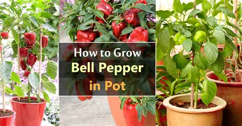 How to Grow Peppers in Containers on Your Balcony