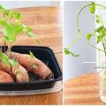 How To Grow Sweet Potatoes On Your Balcony