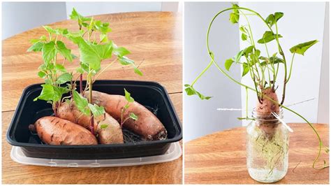 How To Grow Sweet Potatoes On Your Balcony