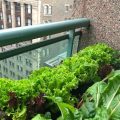 How To Grow Your Own Salad Greens On Your Balcony