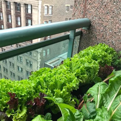 How to Grow Your Own Salad on Your Balcony