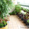 How to Grow a Variety of Greens on Your Balcony