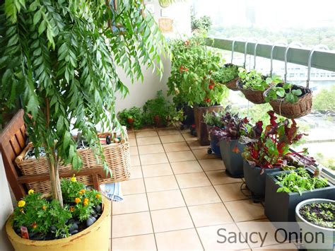 How to Grow a Variety of Greens on Your Balcony