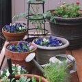 How To Handle Balcony Plant Diseases Naturally