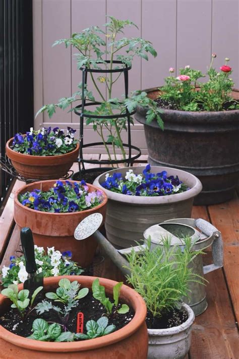 How To Handle Balcony Plant Diseases Naturally