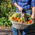 How To Harvest And Store Your Balcony Garden Produce