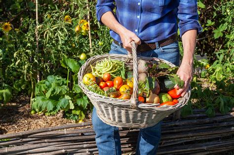 How To Harvest And Store Your Balcony Garden Produce