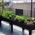 How to Host a Balcony Garden Workshop