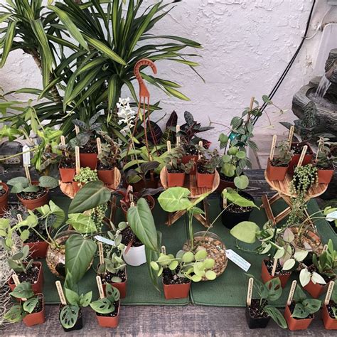 How To Host A Balcony Plant Swap With Friends