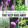 How To Keep Pests Away From Your Balcony Plants