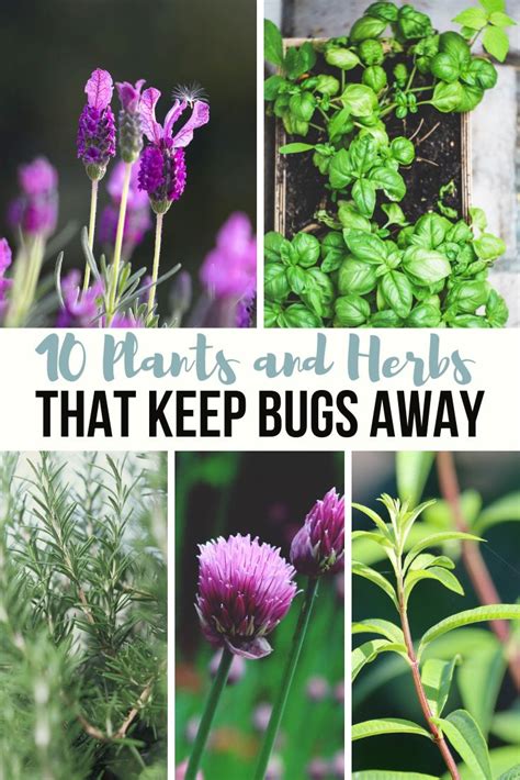 How To Keep Pests Away From Your Balcony Plants