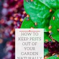 How to Keep Your Balcony Garden Pest-Free