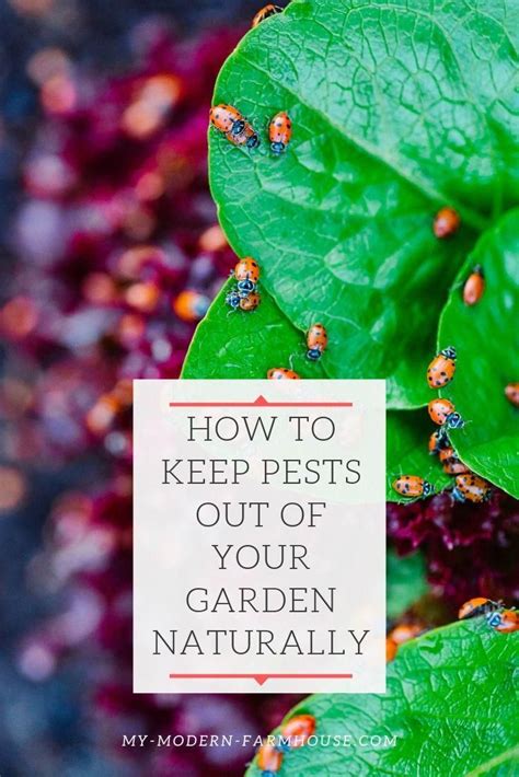 How to Keep Your Balcony Garden Pest-Free