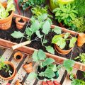 How To Keep Your Balcony Garden Thriving