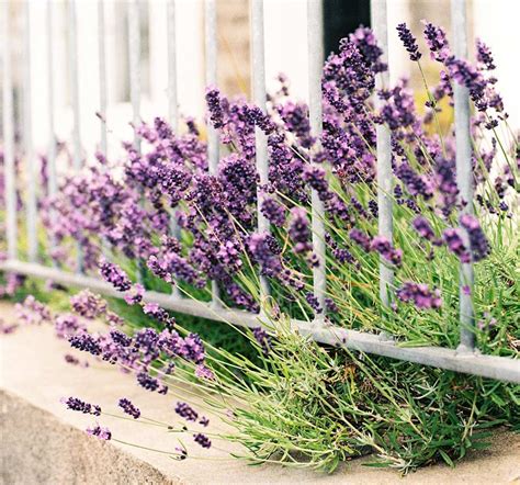 How To Keep Your Balcony Garden Thriving While Traveling