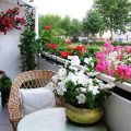 How To Make Your Balcony Plant-Friendly Year-Round