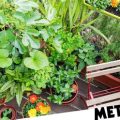 How to Make Your Balcony a Refuge for Urban Wildlife