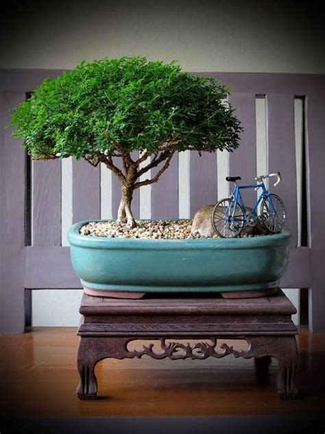 How To Make A Miniature Bonsai Garden On Your Balcony