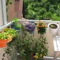 How to Manage Watering in Your Balcony Garden