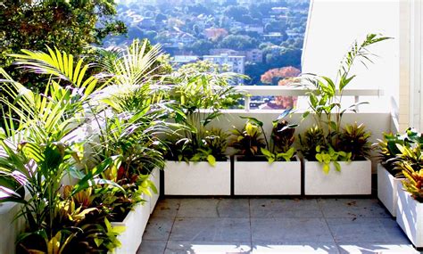 How To Maximize Sunlight For Balcony Plants