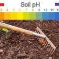 How to Monitor and Adjust pH Levels in Balcony Garden Soil