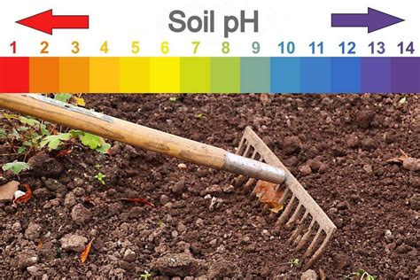 How to Monitor and Adjust pH Levels in Balcony Garden Soil