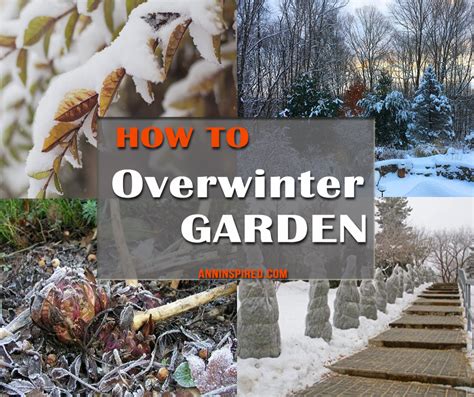 How To Overwinter Your Balcony Plants