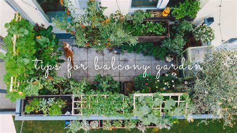 How to Plan Seasonal Crops for Your Balcony Garden