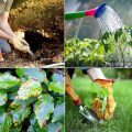 How To Prevent Balcony Plant Diseases Naturally