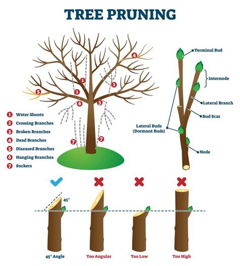 How To Prune Plants For Better Growth