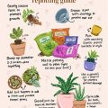 How To Repot Your Balcony Plants Successfully