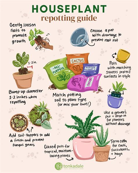 How To Repot Your Balcony Plants Successfully