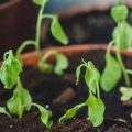 How to Revive Wilting Balcony Plants