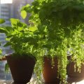 How To Select Plants For A Shady Balcony Space