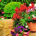 How To Select The Best Seasonal Plants For Your Balcony