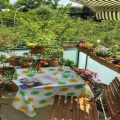 How To Start A Balcony Garden Club With Friends